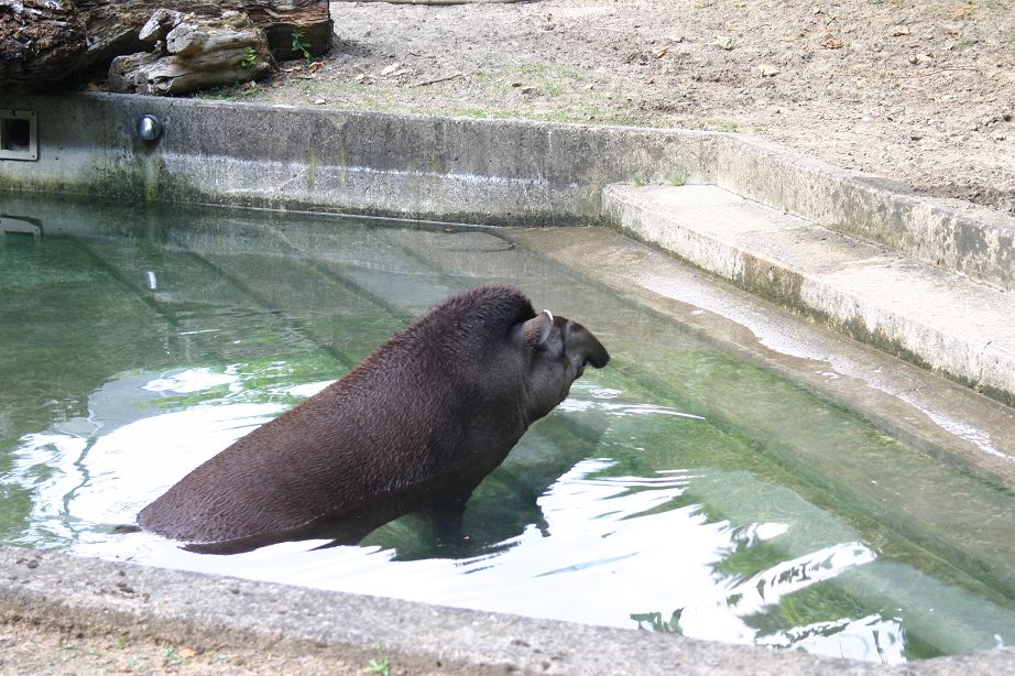 2011040701142629_k-Zoo 134.jpg